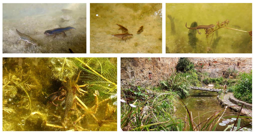 Il Laghetto del Centro di Entomologia - Piombino (LI)